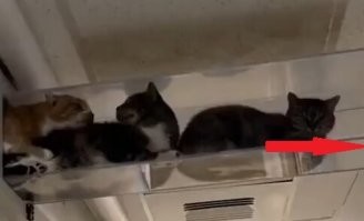 Очень просто, вот туда на край положить кусочек колбаски, прочистится в раз!