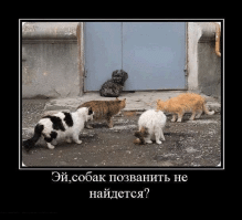 Кошки против собак