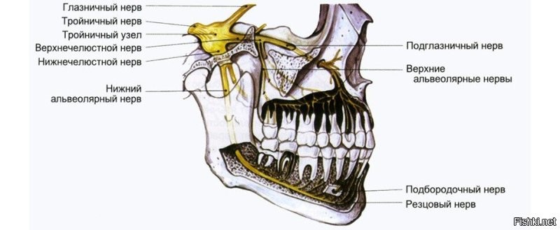 любопытно, на нижней челесте в нутрии проходит сгусток нервных окончаний, напоминает вену, если его нарушить или задеть, то человек может ласты склеить, именном с ним возникают трагичные проблемы когда устанавливают зубные имплантаты.