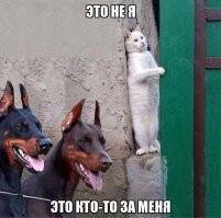 Птенцы пингвинов впервые встретили кошку