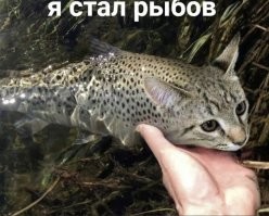 Кот прикинулся тюленем