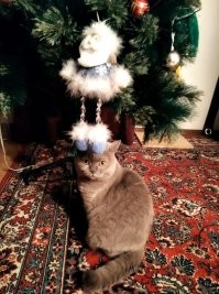 кот