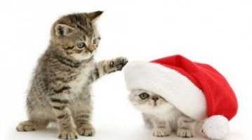 25+ питомцев, которые сфотографировались на фоне новогодних декораций и стали их главным элементом