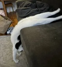 Что-то лениво