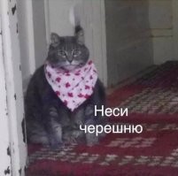 15 случаев, когда питомцы так забавно демонстрировали своё желание поесть