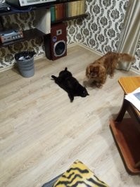 Чужих детей не бывает, правда. У нас собака после родов умерла и наша кошка за шестерыми ухаживала, вылизывала, спала с ними. Правда молока у неё не было, щенков сами кормили из соски козьим молоком. Теперь вот этот парень ей как сын.