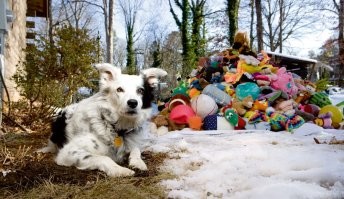 Чейсер бы понравилось! 

Если кто не в курсе: эта собачка знала название каждой игрушки, что лежат позади неё и могла принести любую, о которой попросят. Ну и, попутно, умела много чего ещё. Всего она понимала 1022 слова, немного разбиралась в грамматике и имела представление о глагольной системе. Например, Чейсер различала три вида команд: взять, игрушку, дотронуться до нее лапой, или коснуться носом. Понимала в чем разница между предложением «отнеси мяч к фрисби» или «отнеси фрисби к мячу». Кроме того, она была способна изучать новые слова методом логического исключения: хозяин просил ее принести предмет, который она не знала, но поскольку он лежал среди 6-8 знакомых игрушек, Чейсер вычислял «незнакомца».