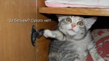 20 забавных домашних питомцев, у которых есть любопытные привычки