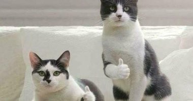 8-летний мальчик обменял свой скейтборд на котёнка, чтобы спасти малыша от обидчиков