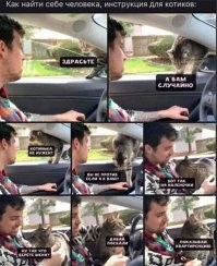 Поверья о кошках