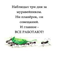 Групповой интеллект муравьев против человеческого