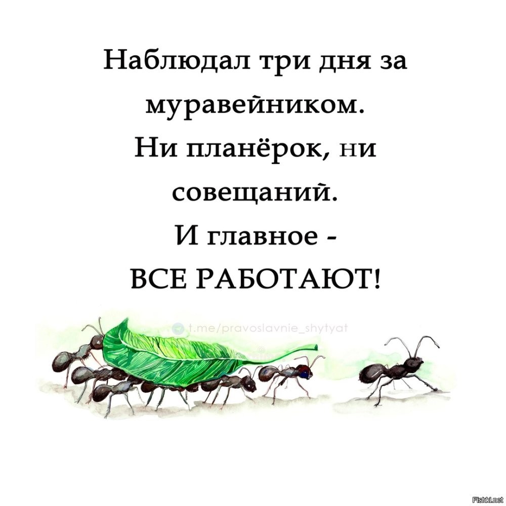 Групповой интеллект муравьев против человеческого