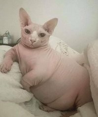 Кот с суровым взглядом