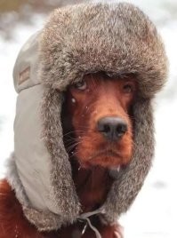 Домик для животных, боящихся громких звуков
