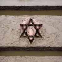 От это по жидовски! "Не тот дурак, кто украл, а тот, кто попался". Чисто пархатое недоумение.
«Одни евреи достойны названия людей, а гои, происходящие от злых духов, имеют лишь право называться свиньями».
(Jalkut Reubeni, folio 10, b)
«Подобно тому, как можно со спокойной совестью убить дикого зверя и завладеть его лесом, также можно убить или изгнать гоя и завладеть его имуществом. Имущество не-еврея подобно покинутой вещи, его настоящий владелец еврей, который первый ее захватит».
(Baba Bathra, folio 54, b; Choschen Michpot, 156, 1)
«И это справедливо, – говорит рабби Альбо, – ибо Бог дал евреям власть над жизнью и имуществом других народов».
(Sepher Haikarim III, 25, Jalkut Simeoni, folio 83, col. 3)
«Если евреи разъезжали целую неделю, и направо, и налево обманывали христиан, то пусть они соберутся вместе в субботу и восхвалят свою ловкость, говоря: «нужно вырвать сердце у гоев и убить лучшего из христиан».
(Judenbalg, 21)