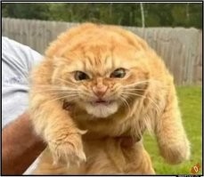 Кот с суровым взглядом