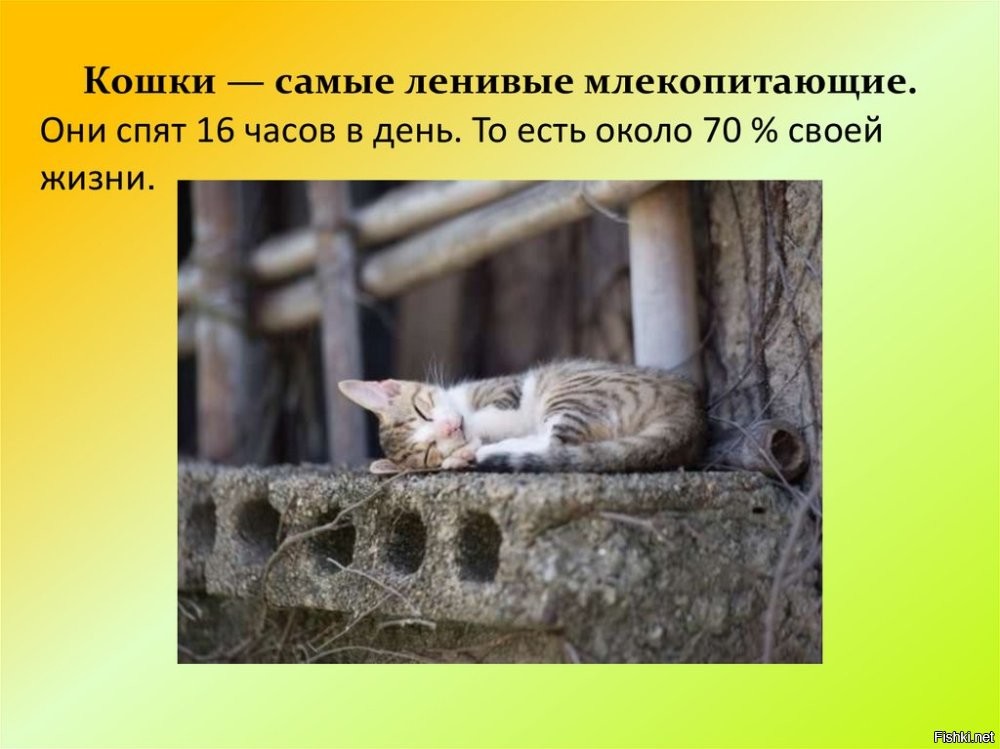 Пфф, 8 часов- слабаки, неудачники.