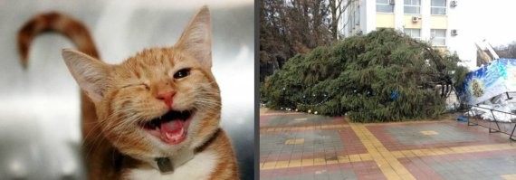 Кошки против новогодних ёлок