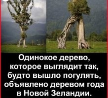 я чет сначала подумал, что это 2 разных дерева. Слева похоже на Мерлин Монро на ее знаменитой фотке с платьем и канализацией, а то дерево что справа увидело это и побежало к левому дереву))))