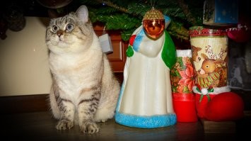 Пол часа что бы сделать один кадр "котик в шапчонке" по просьбе сына это конечно перебор и полное осознание , что в будущем на подобные просьбы стоит отвечать отказом . 
Но вот если сам позирует , то сам Бог велел ...