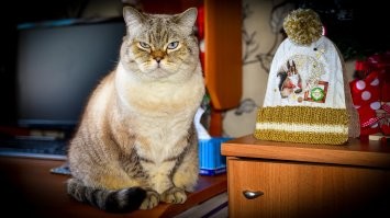 Пол часа что бы сделать один кадр "котик в шапчонке" по просьбе сына это конечно перебор и полное осознание , что в будущем на подобные просьбы стоит отвечать отказом . 
Но вот если сам позирует , то сам Бог велел ...