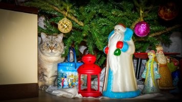 Пол часа что бы сделать один кадр "котик в шапчонке" по просьбе сына это конечно перебор и полное осознание , что в будущем на подобные просьбы стоит отвечать отказом . 
Но вот если сам позирует , то сам Бог велел ...