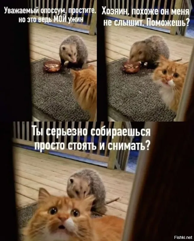 Еда для уличного кота