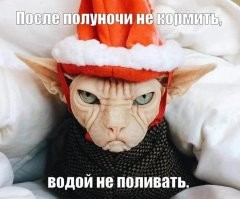22 котика, которые не в восторге от зимних праздников