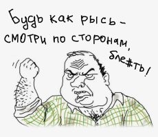 Рысь вместе со своими детенышами внимательно переходит скоростную трассу в горах