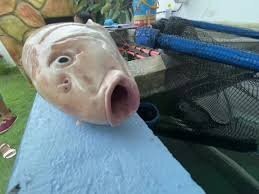 Свободу рыбам!!!