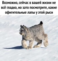 Очень красивые животные