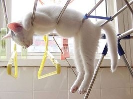 15 домашних питомцев, которые нашли идеальные места для отдыха