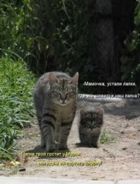 Кот вкусил плоды своего поступка