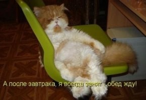 15 домашних питомцев, которые нашли идеальные места для отдыха