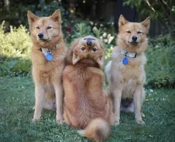 - Сынок, веди себя на фотосессии нормально!
- ОК)