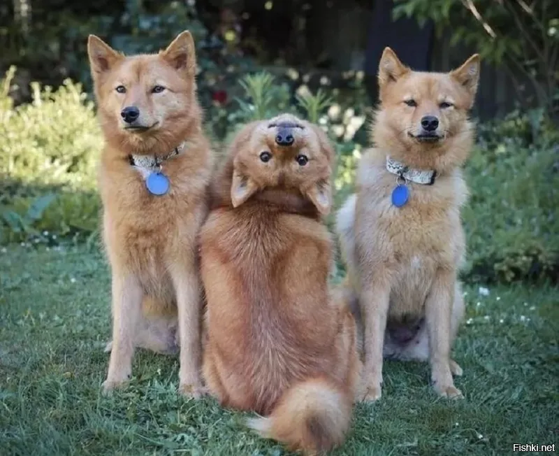 - Сынок, веди себя на фотосессии нормально!
- ОК)