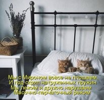 15 примеров органичного и крутого объединения братьев наших меньших