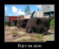 15 примеров органичного и крутого объединения братьев наших меньших