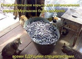 15 примеров органичного и крутого объединения братьев наших меньших