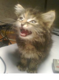 а мну администратор торгового центра подарил, подошел и сказал, бери...