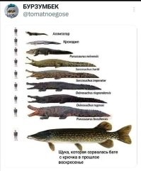 Рыбаки умеют выбирать погоду для рыбалки