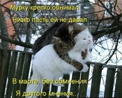 20 увлекательных уличных фотографий, на которых подловили котеек