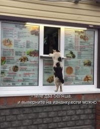 20 увлекательных уличных фотографий, на которых подловили котеек
