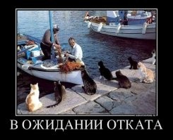 20 увлекательных уличных фотографий, на которых подловили котеек
