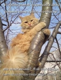 20 увлекательных уличных фотографий, на которых подловили котеек