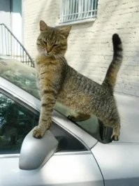 20 увлекательных уличных фотографий, на которых подловили котеек