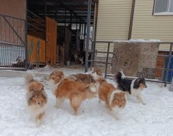 Не, у меня всего две собаки (вторая -- аусси), на колл-центр не тянет. А вот у заводчицы, где брали щенка -- таки да.
