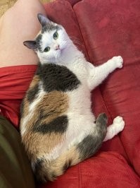 Кот зовёт хозяйку играть