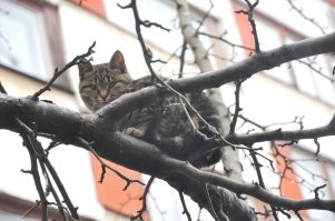 Вот такой белКОТ встретился.