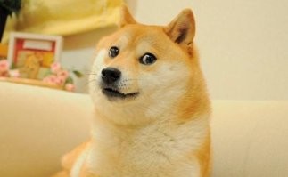 Как сотрудники экстренных служб спасали сбежавшего от хозяина пса